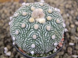 Astrophytum  Hanazano X red flower oibo akabana, pot 5,5 cm - 12398915