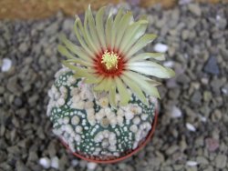 Astrophytum Hanazano Kabuto pot 5,5 cm - 12398917