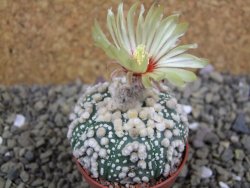 Astrophytum Hanazano Kabuto pot 5,5 cm - 12398918