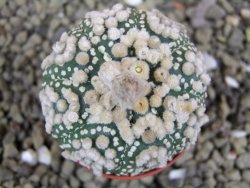 Astrophytum Hanazano Kabuto pot 5,5 cm - 12398919