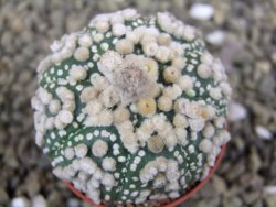 Astrophytum Hanazano Kabuto pot 5,5 cm - 12398920