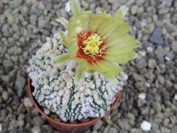 Astrophytum Hanazano Kabuto pot 5,5 cm - 12398921