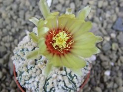 Astrophytum Hanazano Kabuto pot 5,5 cm - 12398922