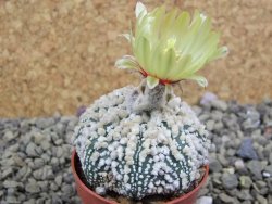 Astrophytum Hanazano Kabuto pot 5,5 cm - 12398923