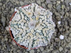 Astrophytum Hanazano Kabuto pot 5,5 cm - 12398924