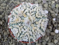 Astrophytum Hanazano Kabuto pot 5,5 cm - 12398925