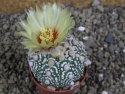 Astrophytum Hanazano Kabuto B pot 5,5 cm - 12398928