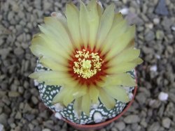 Astrophytum Hanazano Kabuto B pot 5,5 cm - 12398929