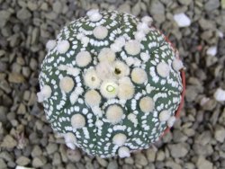 Astrophytum Hanazano Kabuto B pot 5,5 cm - 12398930