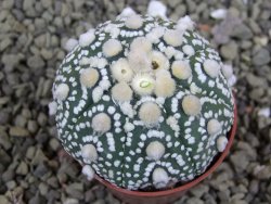 Astrophytum Hanazano Kabuto B pot 5,5 cm - 12398931