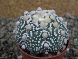 Astrophytum Hanazano Kabuto B pot 5,5 cm - 12398932