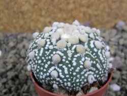 Astrophytum Hanazano Kabuto B pot 5,5 cm - 12398933