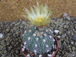 Astrophytum Hanazano Kabuto B pot 5,5 cm - 12398934