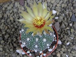 Astrophytum Hanazano Kabuto B pot 5,5 cm - 12398935