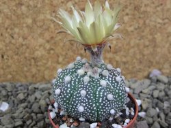 Astrophytum Hanazano Kabuto B pot 5,5 cm - 12398936