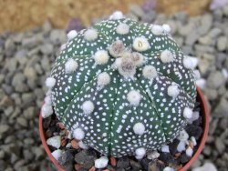 Astrophytum Hanazano Kabuto B pot 5,5 cm - 12398937