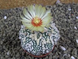 Astrophytum Hanazano Kabuto pot 5,5 cm