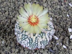 Astrophytum Hanazano Kabuto pot 5,5 cm - 12398940