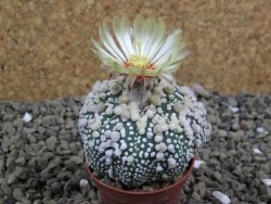 Astrophytum Hanazano Kabuto pot 5,5 cm - 12398941