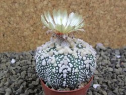 Astrophytum Hanazano Kabuto pot 5,5 cm - 12398942