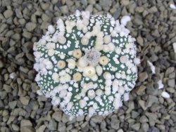 Astrophytum Hanazano Kabuto pot 5,5 cm - 12398943