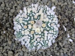 Astrophytum Hanazano Kabuto pot 5,5 cm - 12398944