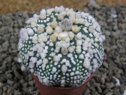 Astrophytum Hanazano Kabuto pot 5,5 cm - 12398945