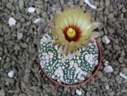 Astrophytum Hanazano Kabuto pot 5,5 cm - 12398947