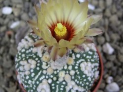 Astrophytum Hanazano Kabuto pot 5,5 cm - 12398948