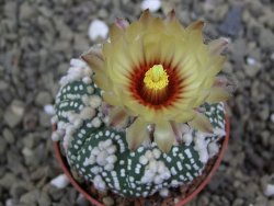 Astrophytum Hanazano Kabuto pot 5,5 cm - 12398949