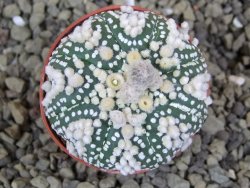 Astrophytum Hanazano Kabuto pot 5,5 cm - 12398950