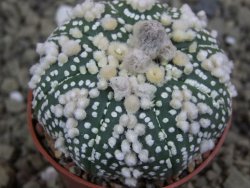 Astrophytum Hanazano Kabuto pot 5,5 cm - 12398951