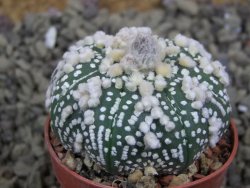 Astrophytum Hanazano Kabuto pot 5,5 cm - 12398952