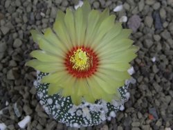 Astrophytum Hanazano Kabuto pot 5,5 cm - 12398954