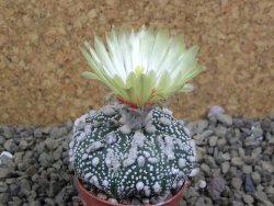 Astrophytum Hanazano Kabuto pot 5,5 cm - 12398955