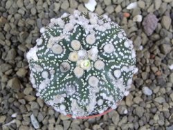 Astrophytum Hanazano Kabuto pot 5,5 cm - 12398956