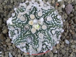 Astrophytum Hanazano Kabuto pot 5,5 cm - 12398957