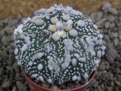 Astrophytum Hanazano Kabuto pot 5,5 cm - 12398958