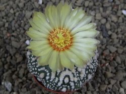 Astrophytum Hanazano Kabuto pot 5,5 cm - 12398959