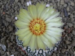 Astrophytum Hanazano Kabuto pot 5,5 cm - 12398960