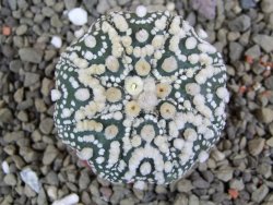 Astrophytum Hanazano Kabuto pot 5,5 cm - 12398962