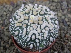 Astrophytum Hanazano Kabuto pot 5,5 cm - 12398963