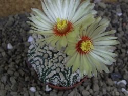 Astrophytum Hanazano Kabuto pot 5,5 cm - 12398964