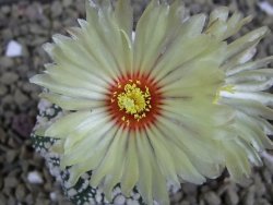 Astrophytum Hanazano Kabuto pot 5,5 cm - 12398965