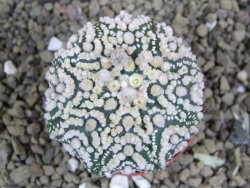 Astrophytum Hanazano Kabuto pot 5,5 cm - 12398967