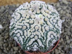 Astrophytum Hanazano Kabuto pot 5,5 cm