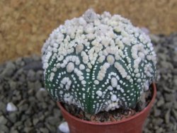 Astrophytum Hanazano Kabuto pot 5,5 cm - 12398969