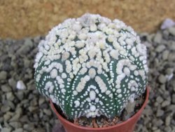 Astrophytum Hanazano Kabuto pot 5,5 cm - 12398970