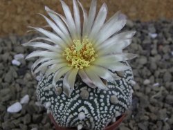 Astrophytum Hanazano Kabuto B  pot 5,5 cm - 12398971