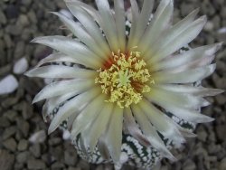 Astrophytum Hanazano Kabuto B  pot 5,5 cm - 12398972